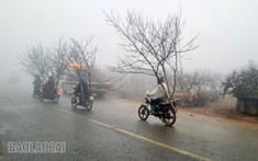 Đào Sa Pa sôi động ngày Tết thương mại tăng nhanh