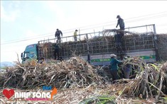 Giá mía tăng mạnh, nông dân Phú Yên hồ hởi chuẩn bị đón Tết