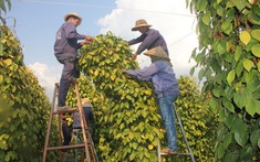 Giá tiêu hôm nay 19/2: Đắk Nông tăng 500 đồng/kg, thị trường trong nước ổn định