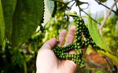 Giá tiêu hôm nay 18/2/2025: Tăng mạnh trở lại, tín hiệu tích cực cho nông dân