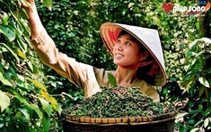 Giá tiêu chềm ngưỡng 150.000 đồng/kg do nhu cầu tăng