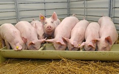 Giá lợn hơi hôm nay 8/2: Tiếp tục đà tăng, cao nhất lên đến 72.000 đồng/kg