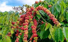 Giá tiêu hôm nay 21/2/2025: Thị trường nội địa sôi động, thương lái ráo riết thu mua