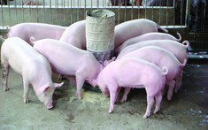 Giá heo hơi ngày 5/2: Thị trường tiếp tục tăng mạnh, chạm mốc 72.000 đồng/kg