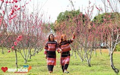 Hoa anh đào Nhật Bản nở rộ tại vùng núi Bình Định, thu hút du khách đổ về chiêm ngưỡng