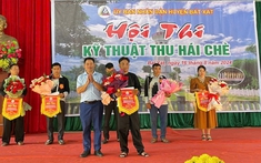 Bát Xát giữ gìn đặc sản chè Shan để nâng cao thu nhập cho người dân vùng cao