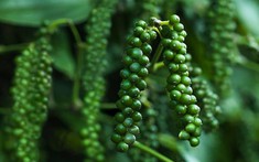 Giá tiêu hôm nay 30/3/2025: Nguồn cung hạn chế khi nông dân chưa vội bán