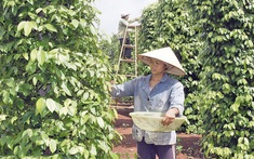 Giá tiêu hôm nay 17/3/2025: Thị trường điều chỉnh, Việt Nam tiếp tục khẳng định vị thế