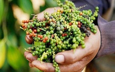 Giá tiêu ngày 20/3/2025: Xuất khẩu tăng mạnh, thị trường trong nước điều chỉnh