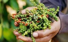 Giá tiêu hôm nay 14/3/2025: Hai ngày tăng liên tiếp, khu vực Đông Nam Bộ nhích thêm 1.000 đồng/kg