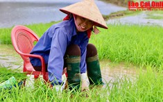 Nông dân thôn Chang, xã Thống Nhất khẩn trương xuống đồng sản xuất vụ Xuân