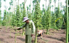Giá tiêu hôm nay 1/4/2025: Giá giảm nhẹ trở lại sau đợt tăng mạnh trong tháng 3