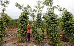 Giá tiêu hôm nay 9/4/2025: Tiếp tục đà giảm sâu, nông dân lo lắng trước biến động thị trường