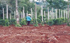 Giá tiêu hôm nay 10/4: Thị trường trượt dốc, xuất khẩu gặp khó