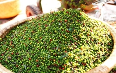 Giá tiêu hôm nay 13/4: Ba ngày tăng liên tiếp, thị trường kỳ vọng cán mốc 160.000 đồng/kg