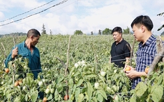 Quản Bạ (Hà Giang): Phát triển nông nghiệp hàng hóa, nâng cao thu nhập cho đồng bào DTTS
