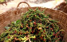 Giá tiêu ngày 11/4/2025: Thị trường khởi sắc, nhiều nơi chạm mốc 150.000 đồng/kg