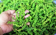 Giá tiêu ngày 2/4/2025: Năng suất giảm, doanh nghiệp đẩy mạnh thu mua