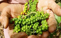 Giá tiêu ngày 16/4/2025: Thị trường khởi sắc, tiến gần mốc 160.000 đồng/kg