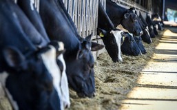 TH true MILK và khát vọng tự chủ nguồn sữa tươi nguyên liệu cho Việt Nam