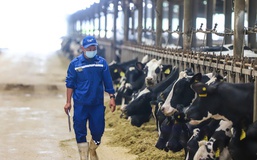 Ngành sữa Việt Nam hướng 2030: Giảm phụ thuộc nhập khẩu, tăng mạnh sữa tươi nội địa