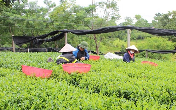 Quảng Ninh xóa đói giảm nghèo nâng cao đời sống cho nhân dân