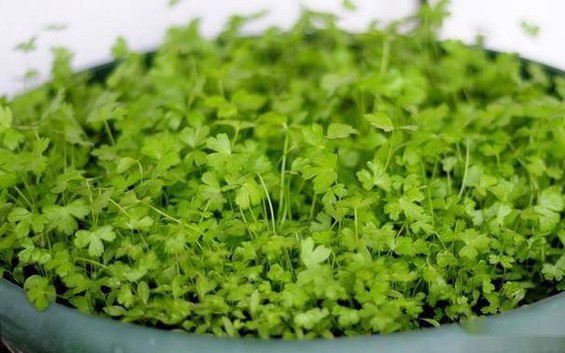 2 loại rau thơm "không ngậm thuốc trừ sâu", bán đầy ở khắp các chợ Việt
