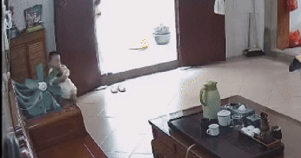 Thấy búp măng non lặc lè bước ra phòng khách, người phụ nữ tá hỏa, vội vàng chạy đến để giải cứu "búp bê"