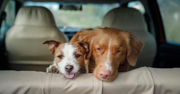 How to Train Your Pet to Get Used to Car Rides in Hot Weather